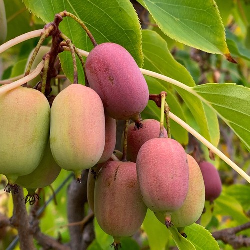 Aktinidia ken red femmina - ken's, 1l