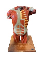 Modello Anatomico Da Studio Enosa In Resina Anni ‘60