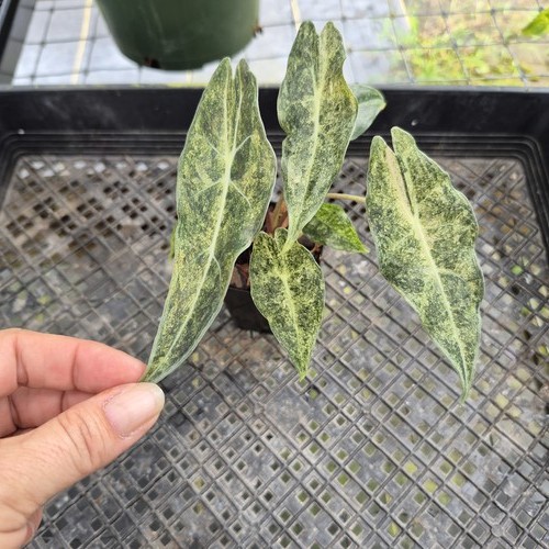 Alocasia longiloba black satun - alocasia,