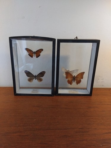 Vintage butterflies moths in - vintage,