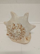 CONCHIGLIA NATURALE GIGANTE DA
