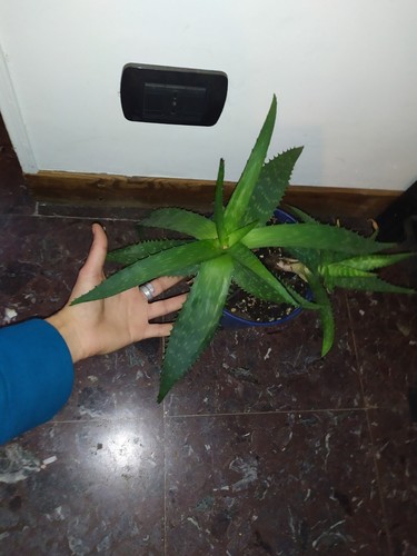 Aloe sponaria biologica - 2 aloe,