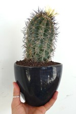 COPIAPOA GRISEOVIOLACEA (INNESTO) g14 no cinerea columna-alba (18cm HIGH)