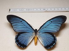 Papilio zalmoxis maschio
