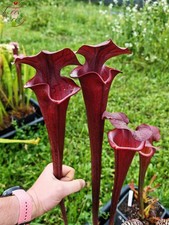 Sarracenia x 'Alucard' --