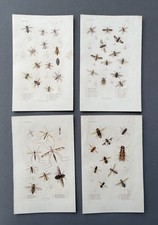 Storia naturale, entomologia