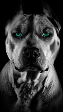 Ritratto cane pitbull amstaff - ritratto,