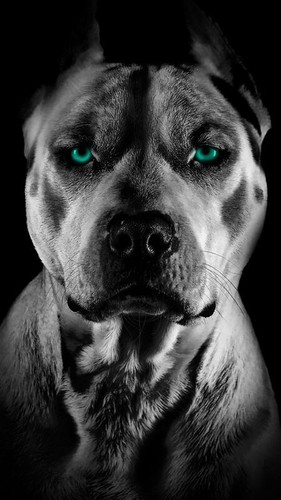 Ritratto cane pitbull amstaff - cane,