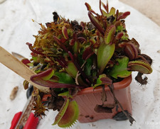 Dionaea Muscipula "Trev's Red
