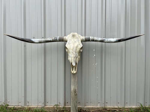 Longhorn teschio sterzo 5 - di,