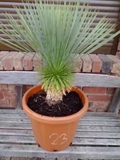 Yucca Rostrata n.23