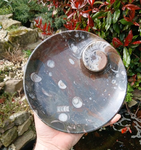 Polished marble goniatite - polished,