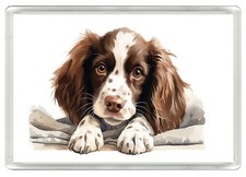 ENGLISH SPRINGER SPANIEL PUPPY