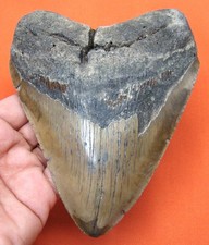DENTE DI SQUALO MEGALODONTE -