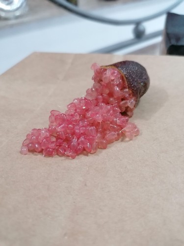Finger lime 1000 - lime, limone