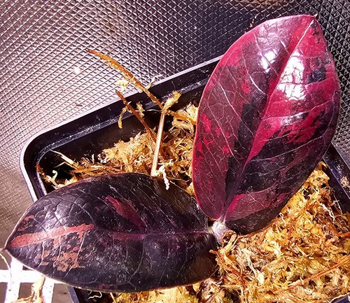 Zamioculcas zamiifolia nero - zamiifolia,