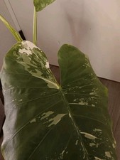 Alocasia Macrorrhiza