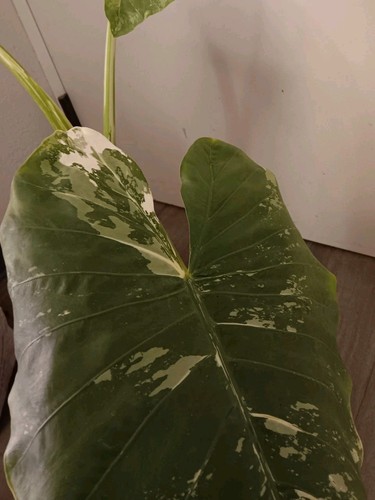 Alocasia macrorrhiza - alocasia,