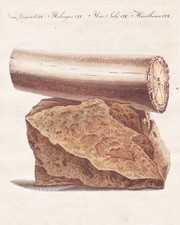 1800 - Elefante Zanna Di