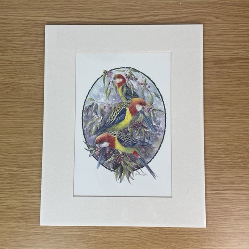Stampa montata eastern rosella - montata,