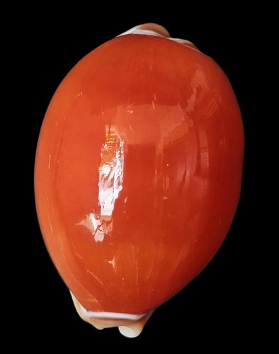 Cypraea aurantium 82mm bella - 82mm,,