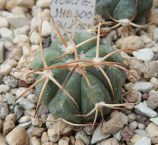 Echinocactus horizonthalonius