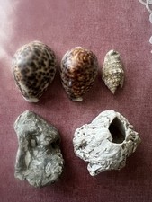 Lotto conchiglie e roccia