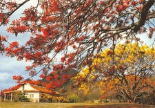 DOM-TOM-MARTINIQUE LE