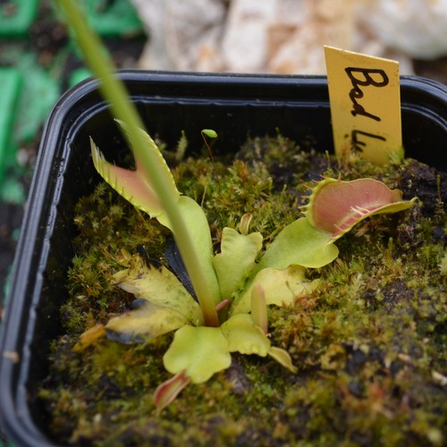 Dionaea bad luck tg - bad,