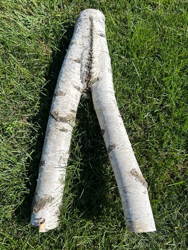 Tronco betulla bianco a - tronco, di