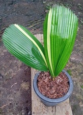 Palma Licuala Grandis | Palma