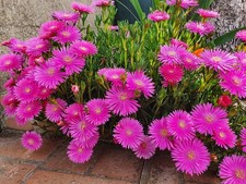 Delosperma pianta grassa