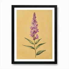 Stampa artistica Lupin fiori