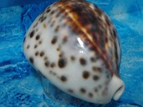 Cypraea tigris sea shell big - shell,
