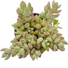 cotyledon pendens crassula