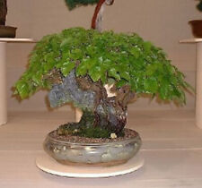 GELSO BIANCO "MORUS ALBA" BONSAI 50 SEMI + SPEDIZIONE GRATUITA