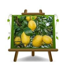 Agrumi Limone Sfusato Amalfitano Altezza 180 cm Eta 6~7 anni Vaso 35 cm