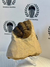 Straordinario esemplare