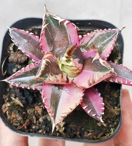 Agave titanota red - agave,