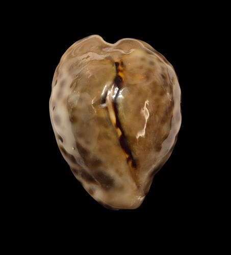 Conchiglia shell cypraea - shell,