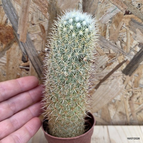 Mammillaria vaso 5 cm - mammillaria, sp.