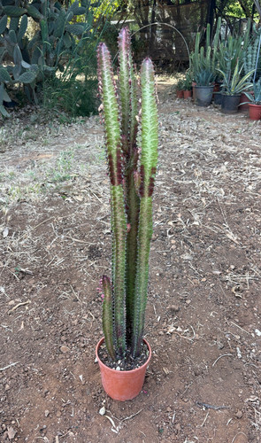 Euphorbia trigona rubra - trigona,