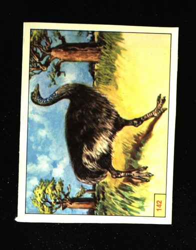 Animali preistorici - animali,