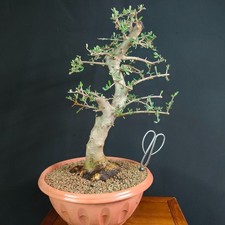 PRE BONSAI  DI OLIVASTRO