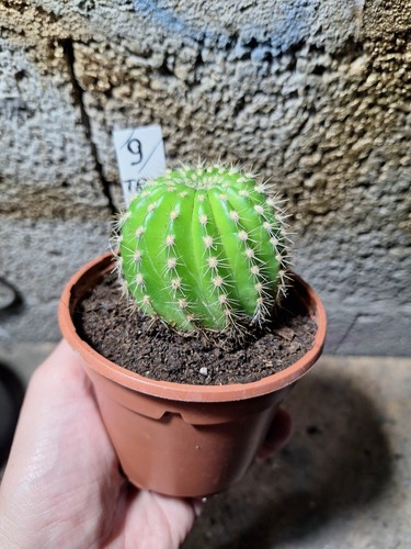 Tri cereus schickendantzii - tri.cereus,