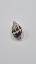 Vexillum pardalis bargain - ,
