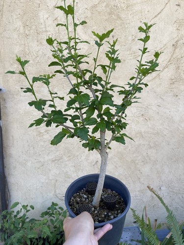 Hibiscus syriacus ibisco pre - syriacus,, pre-