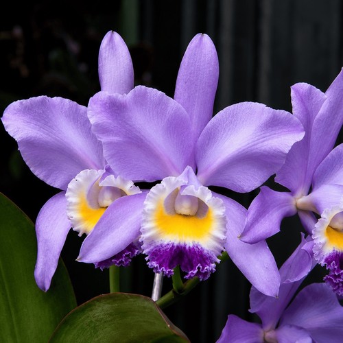 Cattleya valentine billy s - cattleya, 'billy's