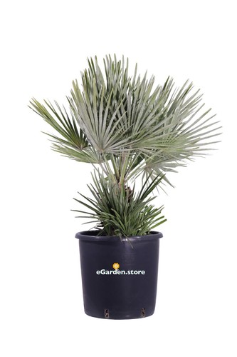 Pianta chamaerops humilis - pianta, di