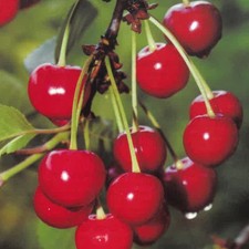 PIANTA DA FRUTTO CILIEGIA